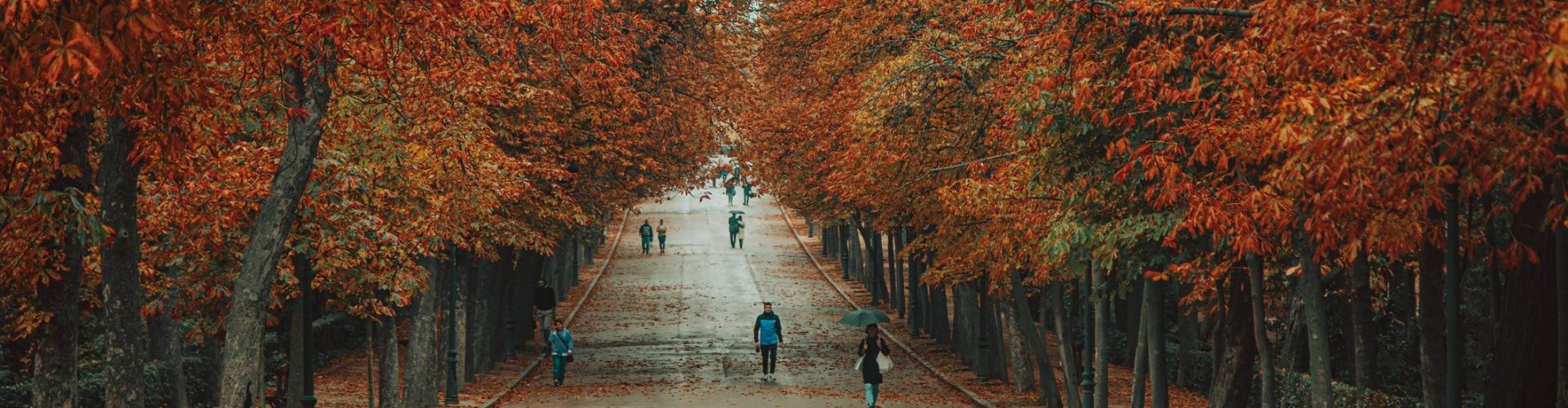 Experience the mesmerizing beauty of autumn in Madrid's El Retiro Park on a rainy day. The park comes alive with the stunning, vibrant colors of fall as visitors take leisurely walks, embracing the refreshing autumn air. Raindrops enhance the brilliance of the foliage, creating a serene and picturesque setting. Madrid, Spain, El Retiro Park, Rainy Day, Autumn, Fall Foliage, Seasonal Beauty, Nature Walk, Rain-Kissed Leaves, Outdoor Activity, Seasonal Colors, Serene Atmosphere, Park Scene, Autumnal Splendor.